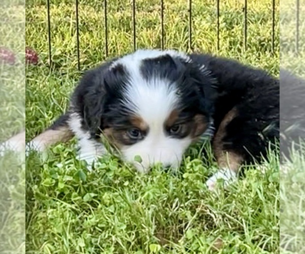 Medium Photo #45 Miniature Australian Shepherd Puppy For Sale in LA CANADA FLINTRIDGE, CA, USA