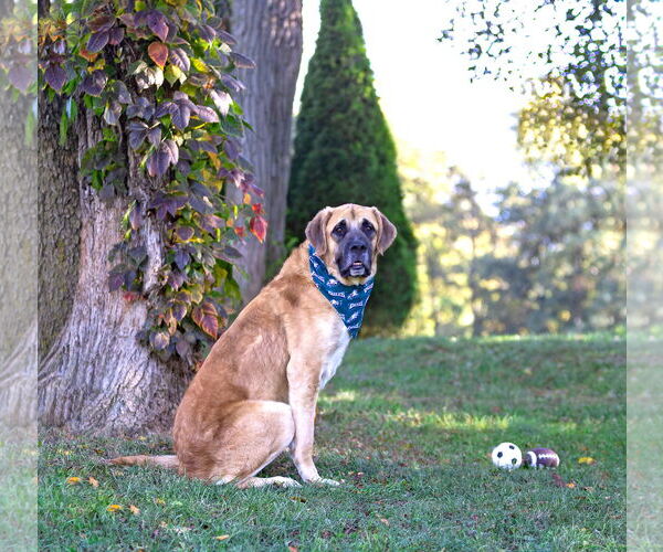 Medium Photo #4 Anatolian Shepherd-Unknown Mix Puppy For Sale in Unionville, PA, USA