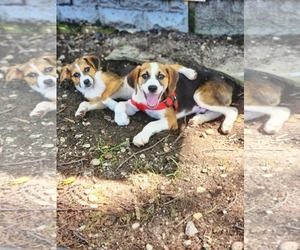 Beagle-Unknown Mix Dogs for adoption in Fultonham, NY, USA