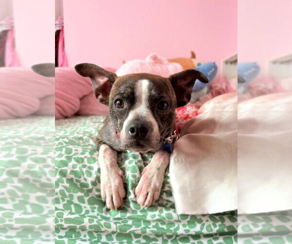 Medium Photo #9 Boston Terrier-Unknown Mix Puppy For Sale in Mundelein, IL, USA