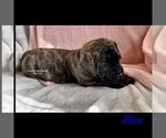 Small Photo #2 Mastiff Puppy For Sale in GALLOWAY, OH, USA