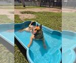 Small #1 German Shepherd Dog