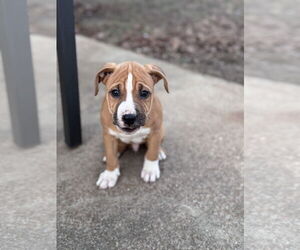 American Pit Bull Terrier-Unknown Mix Dogs for adoption in Hillsboro, MO, USA