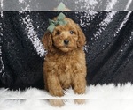 Puppy Shorty AKC Poodle (Miniature)