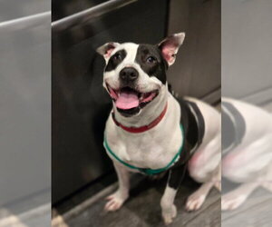 Rory - Male American Pit Bull Terrier Dog for Adoption - Photo #28