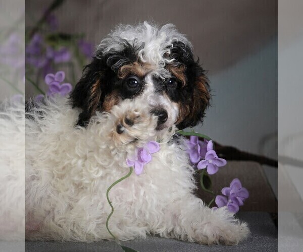 Medium Photo #4 Poodle (Miniature) Puppy For Sale in MILLERSBURG, PA, USA