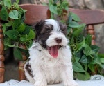 Small Photo #60 Havanese Puppy For Sale in GOSHEN, IN, USA