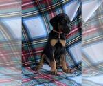 Small Photo #3 Doberman Pinscher Puppy For Sale in KELLYTON, AL, USA