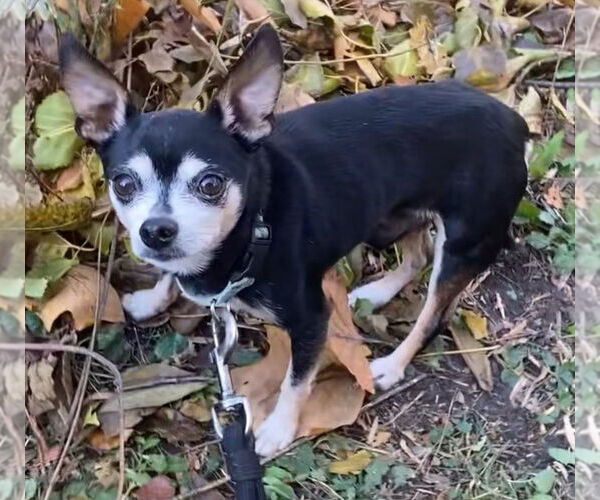 Medium Photo #6 Chihuahua Puppy For Sale in Westmont, IL, USA