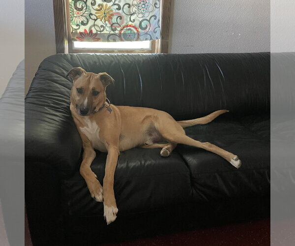 Medium Photo #49 Mutt Puppy For Sale in Fargo, ND, USA