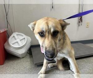 German Shepherd Dog-Unknown Mix Dogs for adoption in Visalia, CA, USA