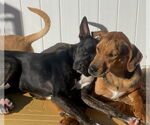 Small #2 American Pit Bull Terrier Mix