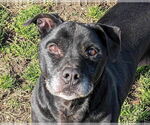 Small #1 American Pit Bull Terrier Mix
