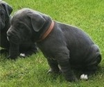 Small #11 Cane Corso