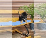 Small Photo #12 German Shepherd Dog Puppy For Sale in GREENWOOD, WI, USA