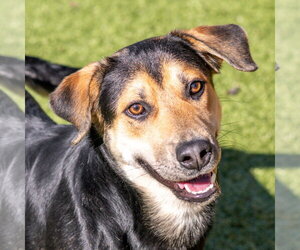 Mutt Dogs for adoption in Hilton Head, SC, USA