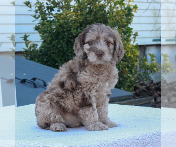 Medium Photo #2 English Springer Spaniel-Poodle (Miniature) Mix Puppy For Sale in GAP, PA, USA