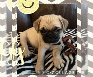 Pug Puppy for sale in SEVIERVILLE, TN, USA