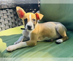Rat-Cha Dogs for adoption in Germantown, OH, USA
