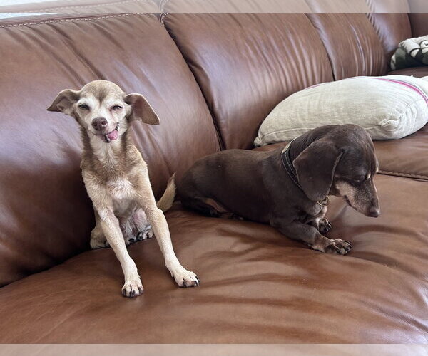 Medium Photo #4 Chihuahua-Unknown Mix Puppy For Sale in Newport Beach, CA, USA