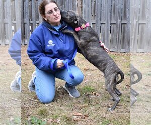 Mika - Female Plott Hound Dog for Adoption - Photo #3