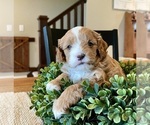 Small Photo #2 Cavapoo Puppy For Sale in COAL CITY, IN, USA