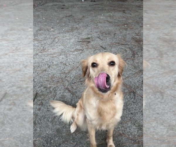 Medium Photo #3 Golden Retriever Puppy For Sale in NEWPORT NEWS, VA, USA