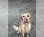 Small #2 Golden Retriever