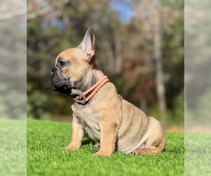 French Bulldog Puppy for sale in LOCUST GROVE, GA, USA