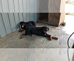 Small Photo #17 Rottweiler Puppy For Sale in RIEGELWOOD, NC, USA