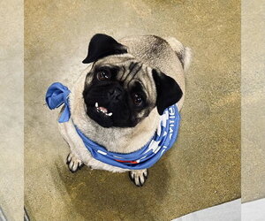 Pug-Unknown Mix Dogs for adoption in El Centro, CA, USA