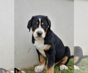 Greater Swiss Mountain Dog Puppy for sale in BELLEFONTE, PA, USA