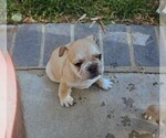 Small #4 French Bulldog