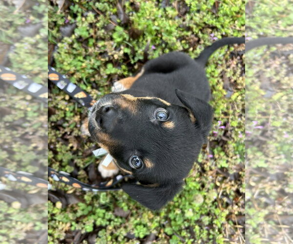 Medium Photo #14 Mutt Puppy For Sale in Garner, NC, USA