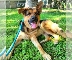 German Shepherd Dog Dogs for adoption in Long Beach, CA, USA