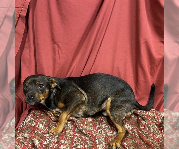 Medium Photo #1 Rat Terrier-Unknown Mix Puppy For Sale in Modesto, CA, USA