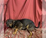 Small Rat Terrier Mix