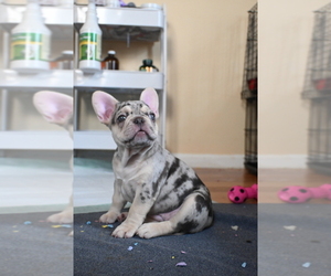 French Bulldog Puppy for sale in VIRGINIA BEACH, VA, USA