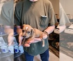 Small #1 Dachshund
