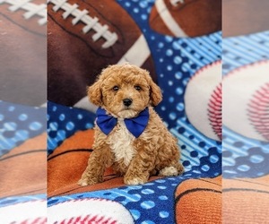 Poodle (Toy) Puppy for sale in KINZERS, PA, USA