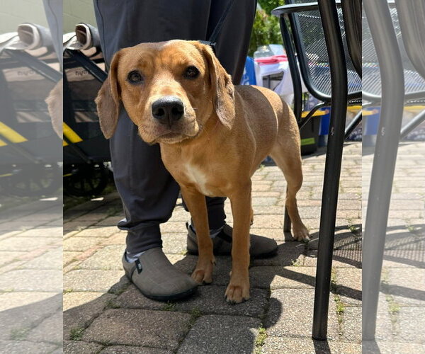 Medium Photo #2 Mutt Puppy For Sale in Germantown, OH, USA