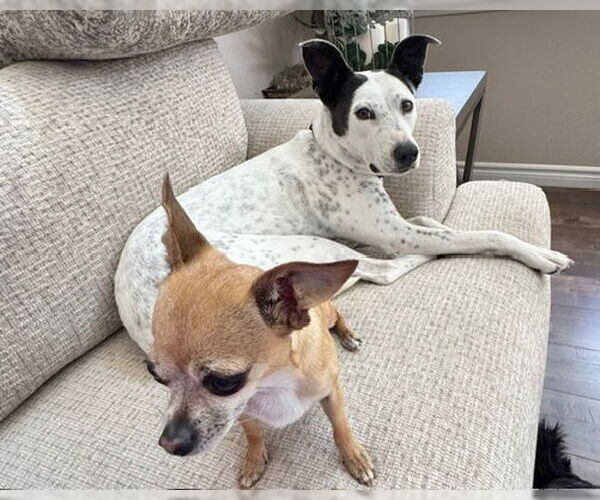 Medium Photo #5 Mutt Puppy For Sale in Corona, CA, USA