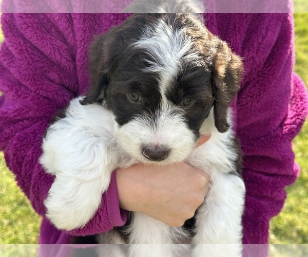 Medium Photo #27 Aussiedoodle Puppy For Sale in BREMERTON, WA, USA