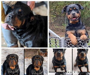 Mother of the Rottweiler puppies born on 03/01/2026