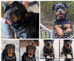 Small Photo #1 Rottweiler Puppy For Sale in SHARPSVILLE, PA, USA