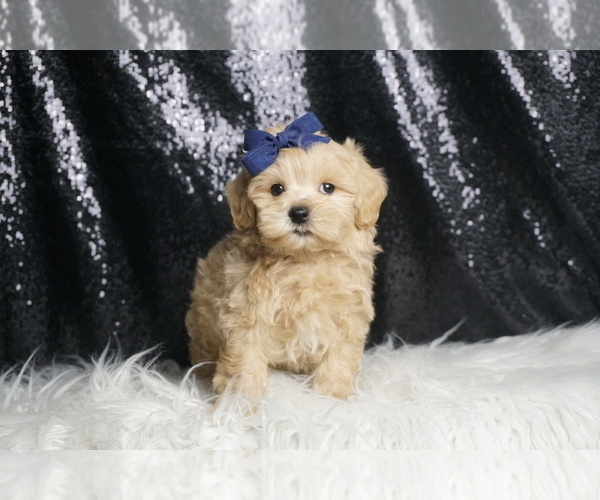Medium Photo #3 Maltipoo Puppy For Sale in WARSAW, IN, USA
