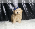 Small Photo #67 Maltipoo Puppy For Sale in WARSAW, IN, USA