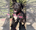 Eddie - Male Mutt Dog for Adoption - Small photo