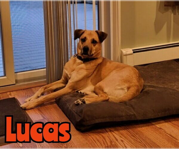 Medium Photo #2 Mutt Puppy For Sale in Woodbury, NY, USA