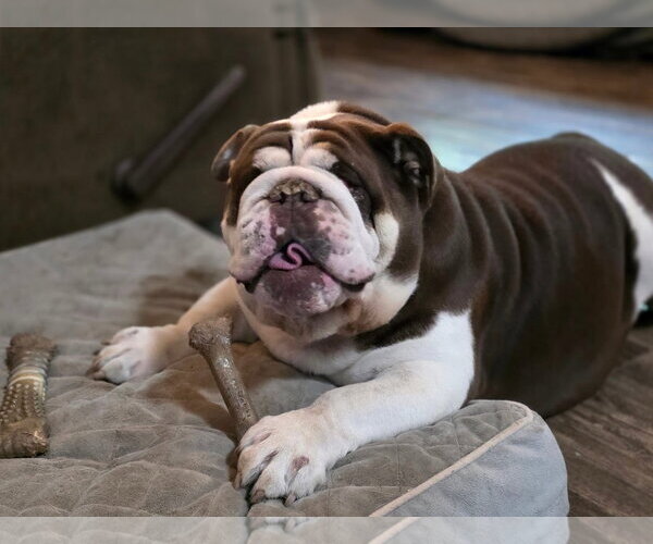 Medium Photo #1 Bulldog-Unknown Mix Puppy For Sale in New London, WI, USA